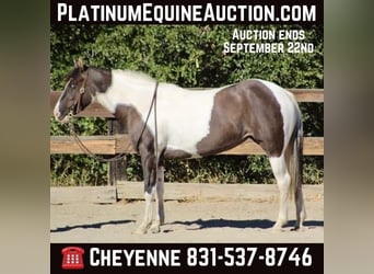 American Quarter Horse, Giumenta, 4 Anni, Grullo