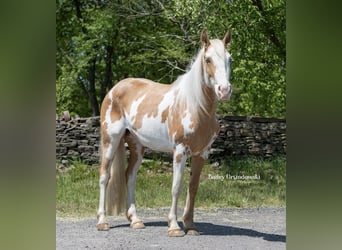 American Quarter Horse, Giumenta, 4 Anni, Overo-tutti i colori