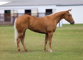 American Quarter Horse, Giumenta, 4 Anni, Palomino