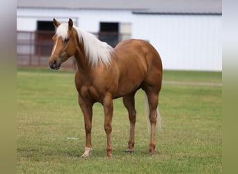 American Quarter Horse, Giumenta, 4 Anni, Palomino