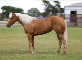 American Quarter Horse, Giumenta, 4 Anni, Palomino