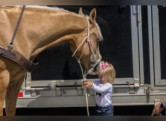 American Quarter Horse, Giumenta, 4 Anni, Palomino