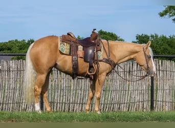 American Quarter Horse, Giumenta, 4 Anni, Palomino