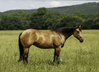 American Quarter Horse, Giumenta, 4 Anni, Pelle di daino