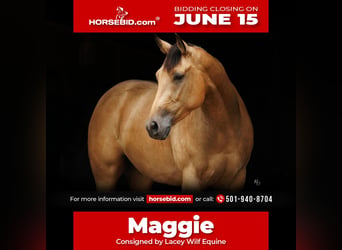American Quarter Horse, Giumenta, 4 Anni, Pelle di daino