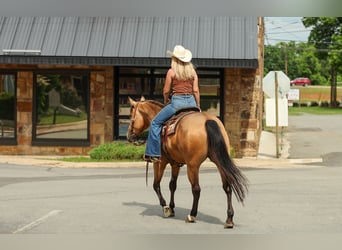 American Quarter Horse, Giumenta, 4 Anni, Pelle di daino
