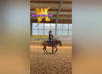 American Quarter Horse, Giumenta, 4 Anni, Red dun