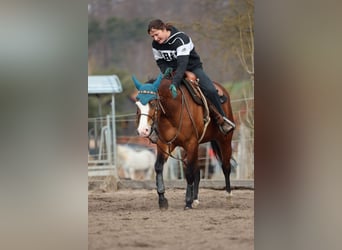 American Quarter Horse, Giumenta, 4 Anni