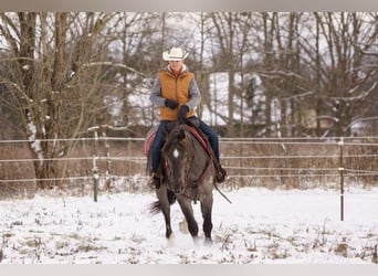 American Quarter Horse, Giumenta, 4 Anni, Roano blu