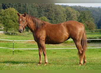 American Quarter Horse, Giumenta, 4 Anni, Sauro