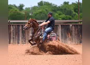 American Quarter Horse, Giumenta, 4 Anni, Sauro ciliegia