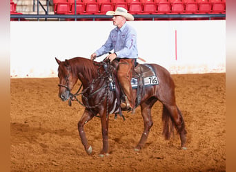 American Quarter Horse, Giumenta, 4 Anni, Sauro ciliegia