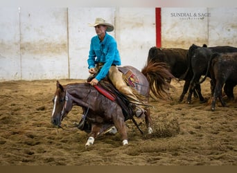 American Quarter Horse, Giumenta, 4 Anni, Sauro ciliegia