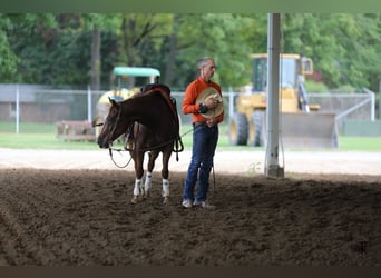 American Quarter Horse, Giumenta, 4 Anni, Sauro ciliegia