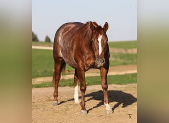 American Quarter Horse, Giumenta, 4 Anni, Sauro ciliegia