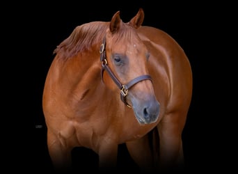 American Quarter Horse, Giumenta, 4 Anni, Sauro