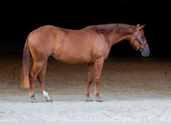 American Quarter Horse, Giumenta, 4 Anni, Sauro