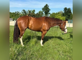American Quarter Horse, Giumenta, 4 Anni, Sauro