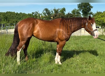 American Quarter Horse, Giumenta, 4 Anni, Sauro