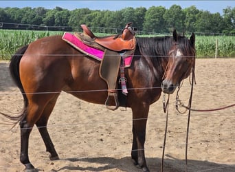 American Quarter Horse, Giumenta, 5 Anni, 142 cm, Baio ciliegia