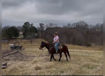 American Quarter Horse, Giumenta, 5 Anni, 142 cm, Baio ciliegia