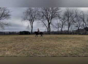 American Quarter Horse, Giumenta, 5 Anni, 142 cm, Baio ciliegia