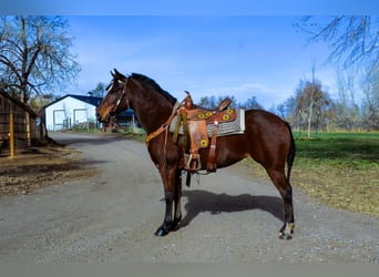 American Quarter Horse, Giumenta, 5 Anni, 142 cm, Baio ciliegia