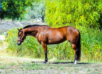 American Quarter Horse, Giumenta, 5 Anni, 142 cm, Baio ciliegia