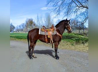 American Quarter Horse, Giumenta, 5 Anni, 142 cm, Baio ciliegia