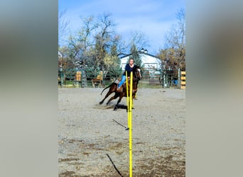 American Quarter Horse, Giumenta, 5 Anni, 142 cm, Baio ciliegia