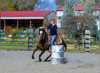 American Quarter Horse, Giumenta, 5 Anni, 142 cm, Baio ciliegia