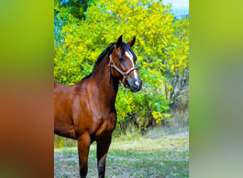 American Quarter Horse, Giumenta, 5 Anni, 142 cm, Baio ciliegia