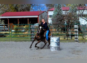 American Quarter Horse, Giumenta, 5 Anni, 142 cm, Baio ciliegia