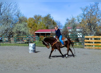 American Quarter Horse, Giumenta, 5 Anni, 142 cm, Baio ciliegia