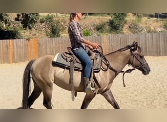 American Quarter Horse, Giumenta, 5 Anni, 142 cm, Grullo