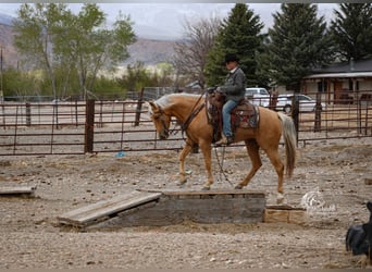 American Quarter Horse, Giumenta, 5 Anni, 142 cm, Palomino
