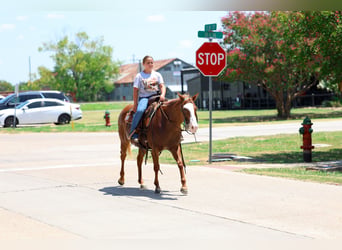 American Quarter Horse, Giumenta, 5 Anni, 142 cm, Sauro ciliegia