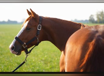 American Quarter Horse, Giumenta, 5 Anni, 144 cm, Sauro