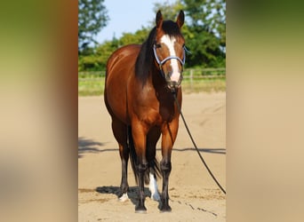 American Quarter Horse, Giumenta, 5 Anni, 145 cm, Baio
