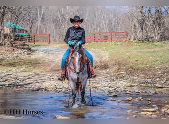 American Quarter Horse, Giumenta, 5 Anni, 145 cm, Baio roano