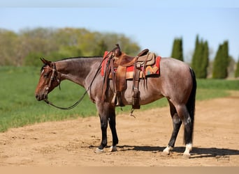 American Quarter Horse, Giumenta, 5 Anni, 145 cm, Baio roano