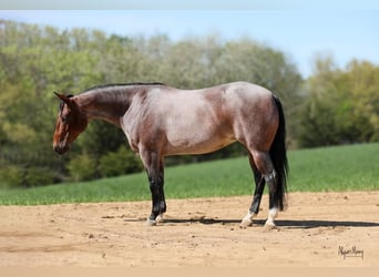 American Quarter Horse, Giumenta, 5 Anni, 145 cm, Baio roano