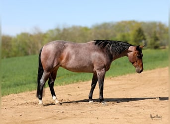 American Quarter Horse, Giumenta, 5 Anni, 145 cm, Baio roano