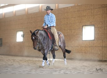 American Quarter Horse, Giumenta, 5 Anni, 145 cm, Baio roano