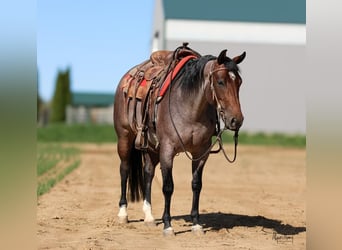 American Quarter Horse, Giumenta, 5 Anni, 145 cm, Baio roano