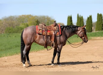 American Quarter Horse, Giumenta, 5 Anni, 145 cm, Baio roano