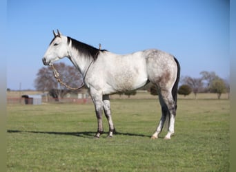 American Quarter Horse, Giumenta, 5 Anni, 145 cm, Grigio