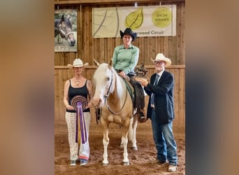 American Quarter Horse, Giumenta, 5 Anni, 145 cm, Palomino