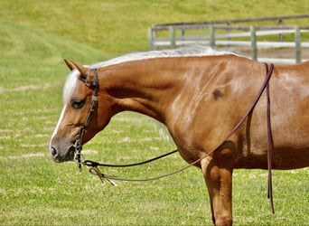 American Quarter Horse, Giumenta, 5 Anni, 145 cm, Palomino