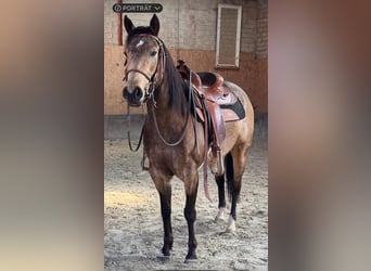 American Quarter Horse, Giumenta, 5 Anni, 145 cm, Pelle di daino